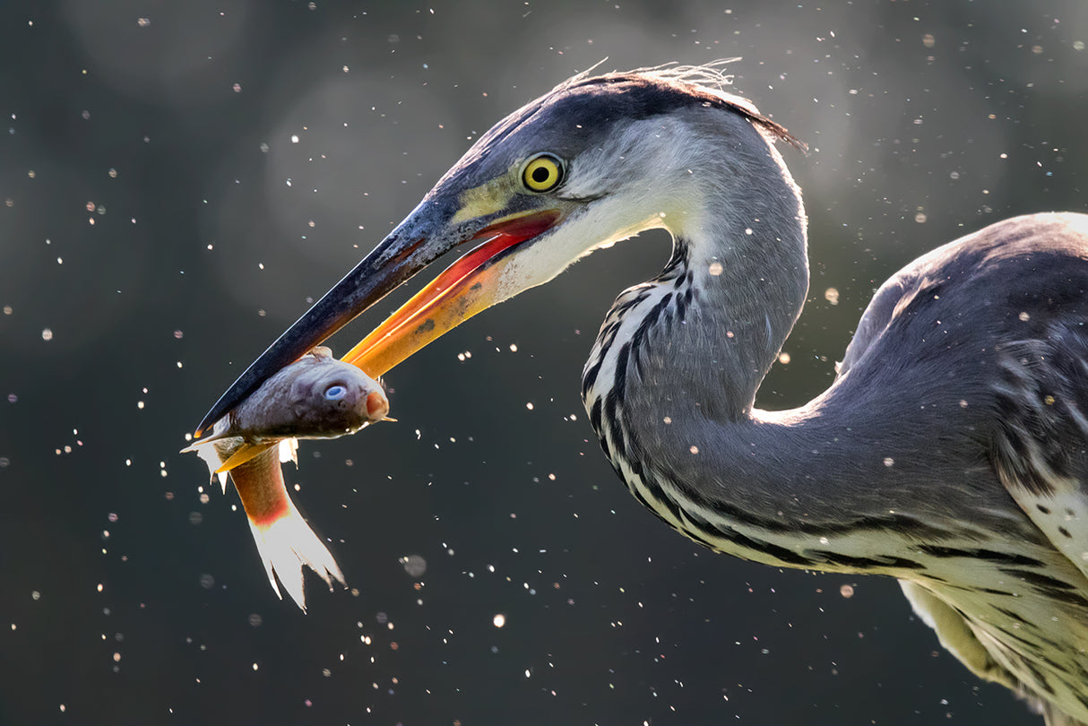 Grey Heron Catching Fish Poster och Canvastavla