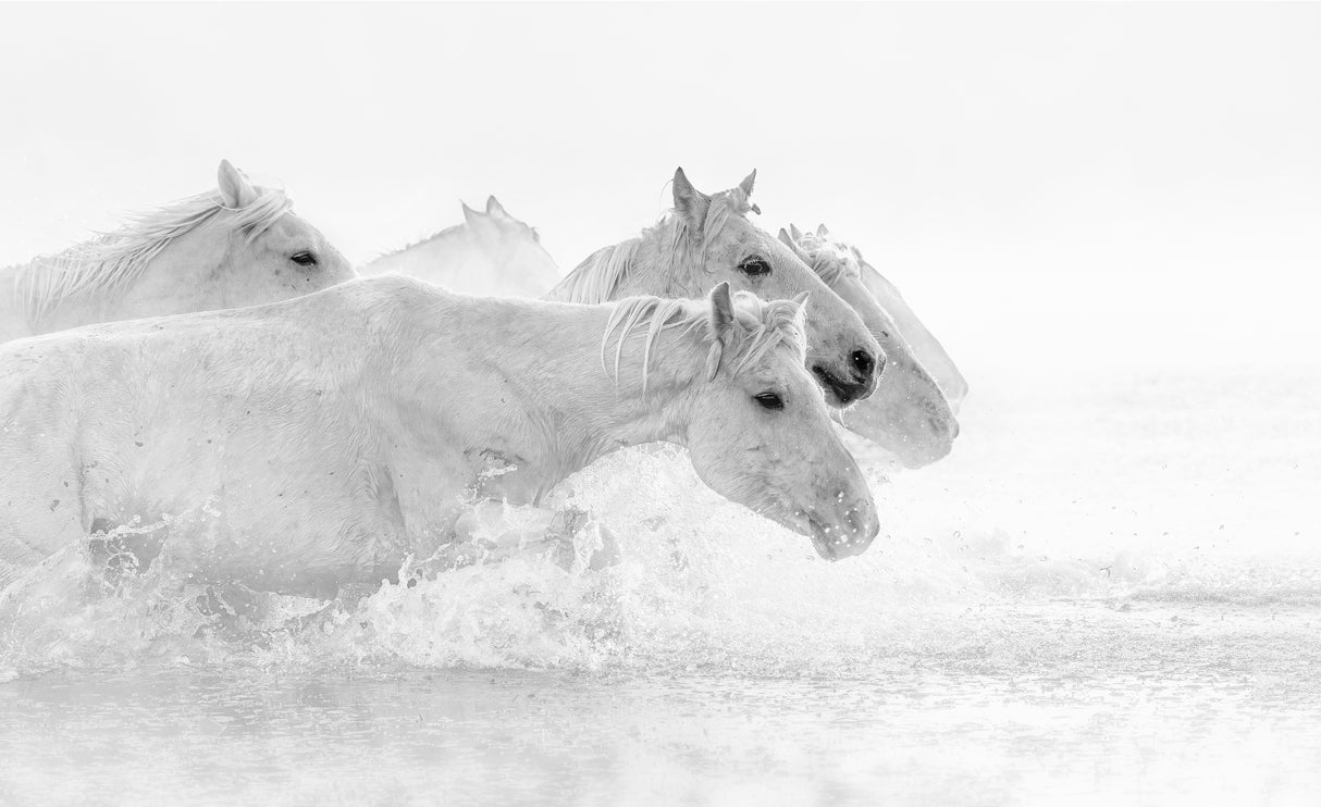White horses Poster och Canvastavla
