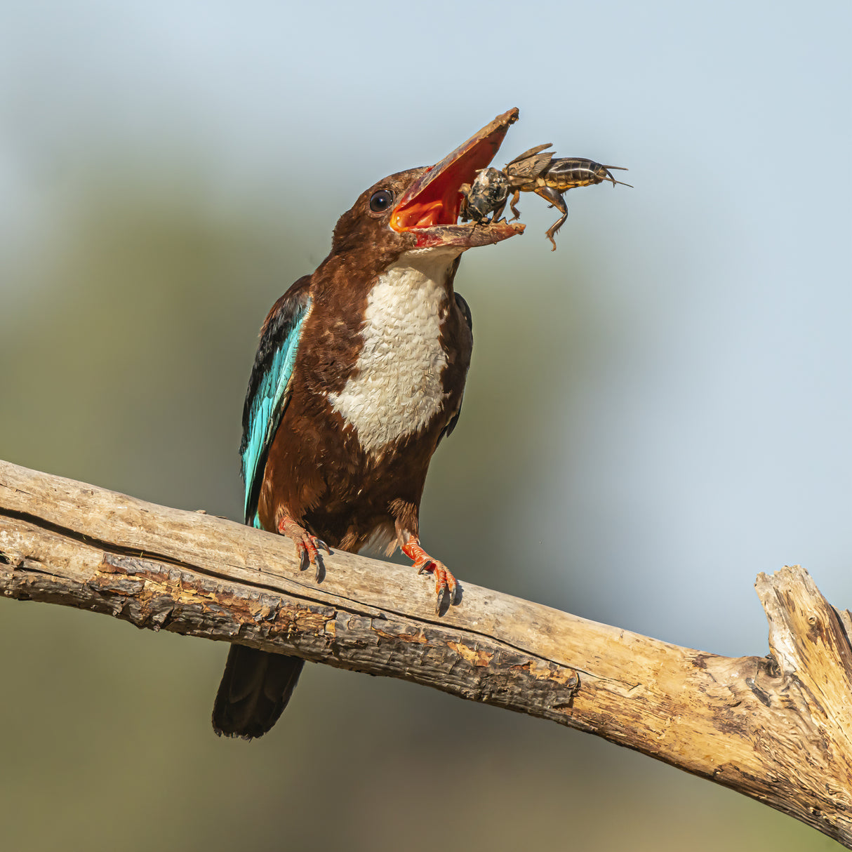 White-throated kingfisher Poster och Canvastavla