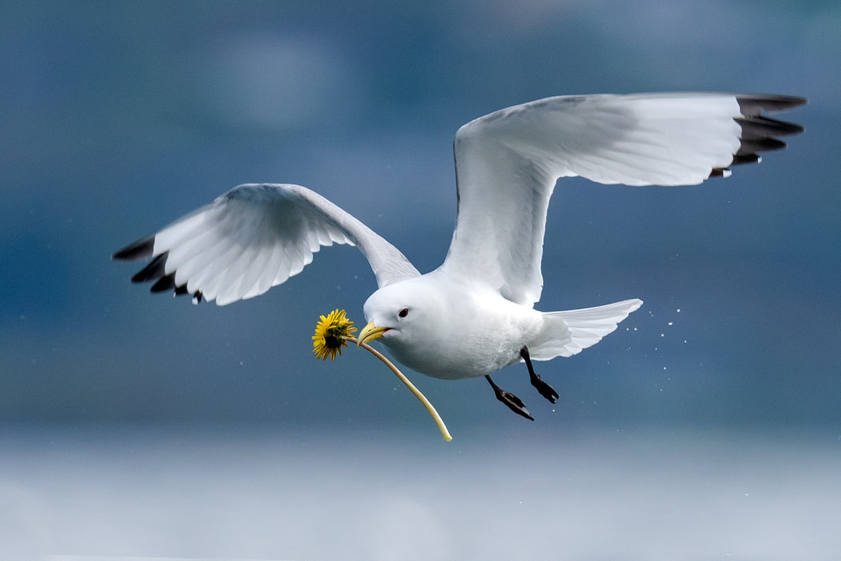 KITTIWAKE DATE Poster och Canvastavla