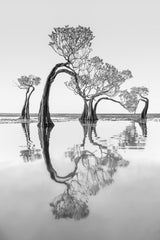 Dancing Trees Poster och Canvastavla