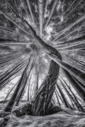 Bamboo and Pinetree Poster och Canvastavla