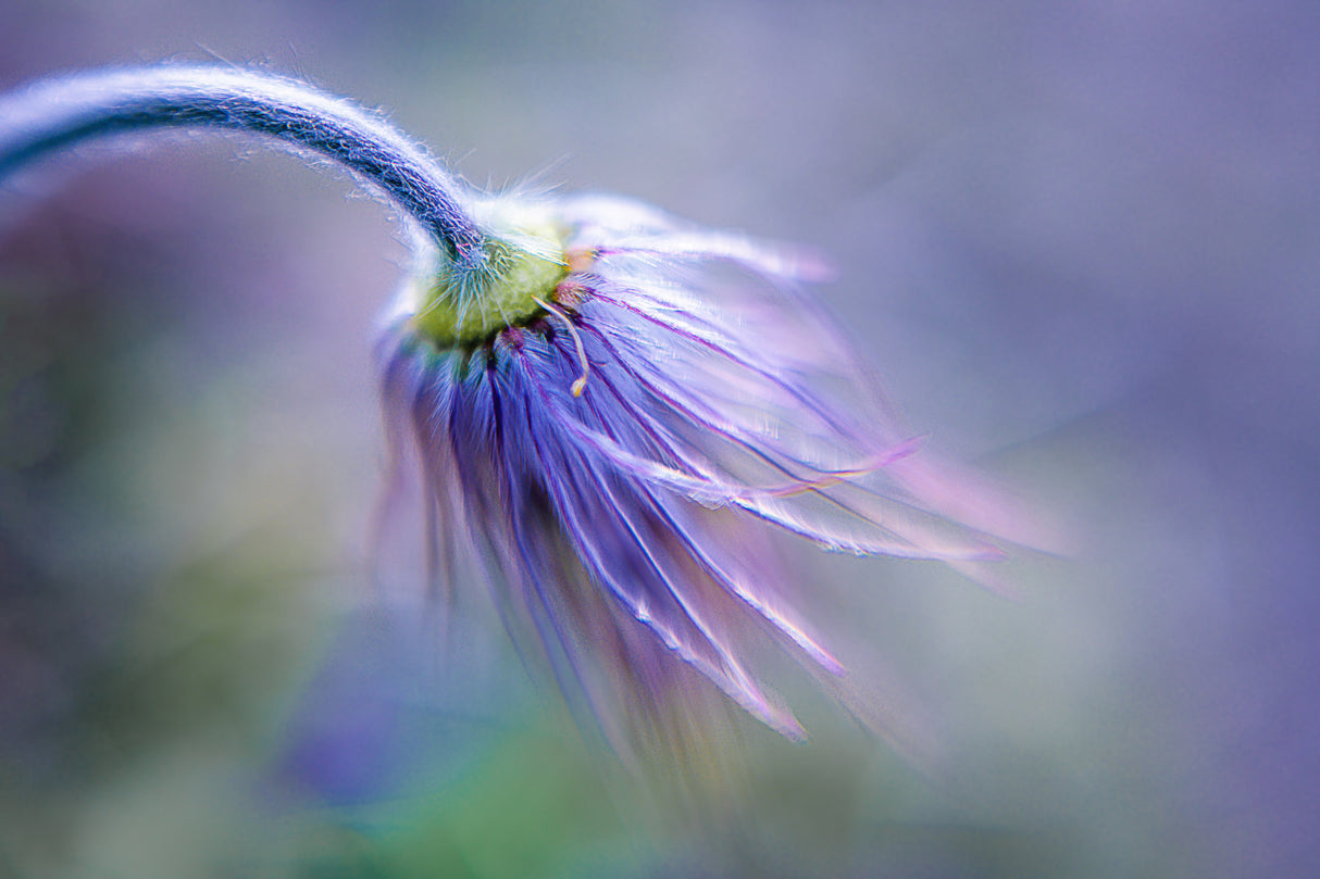 Pasque Flower's finals Poster och Canvastavla