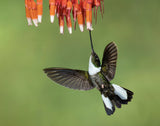 Collared Inca Hummingbird Poster och Canvastavla