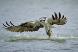 Osprey with catch Poster och Canvastavla