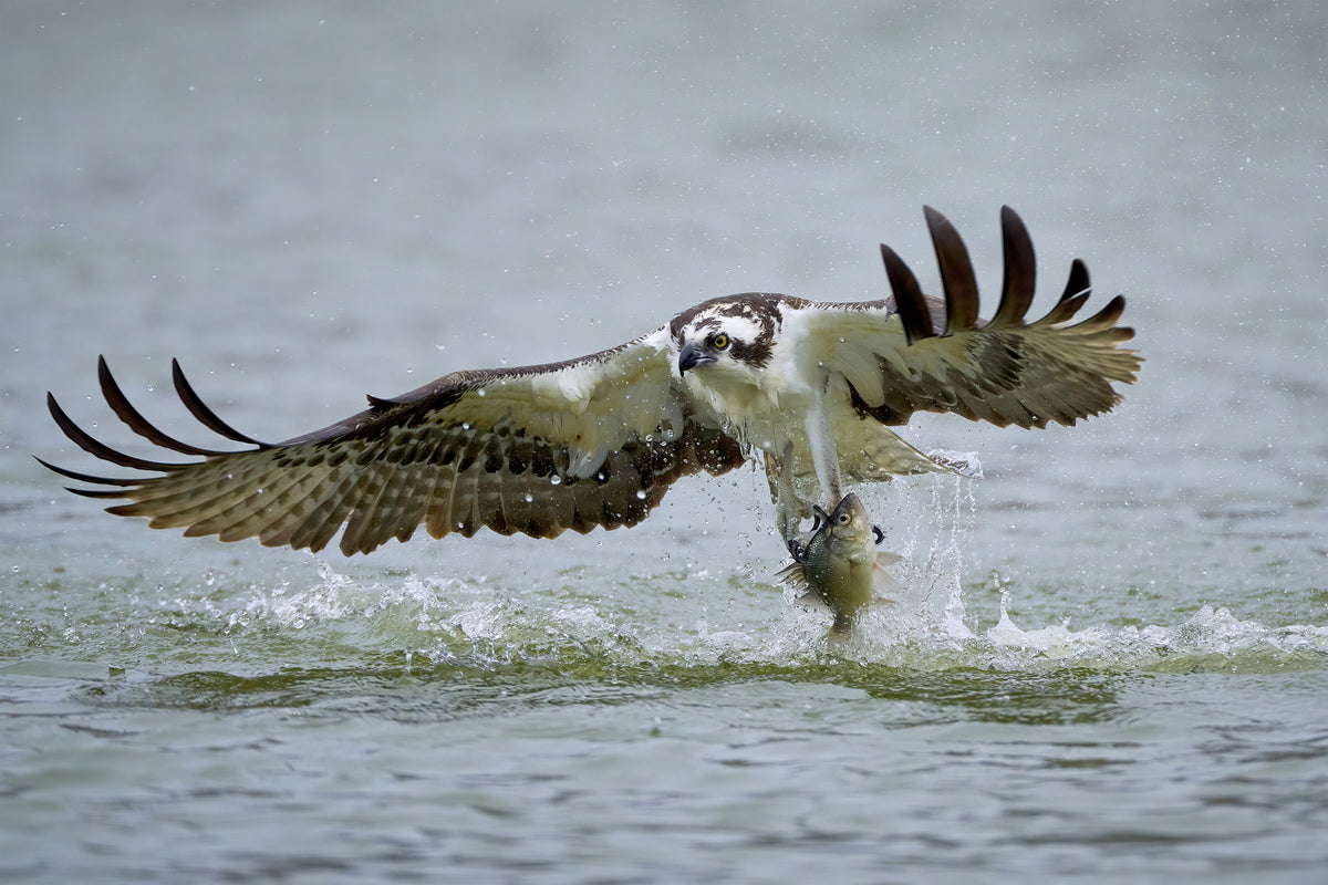 Osprey with catch Poster och Canvastavla