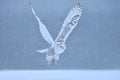 Snowy Owl Poster och Canvastavla