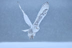 Snowy Owl Poster och Canvastavla