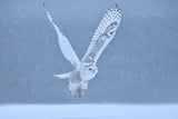 Snowy Owl Poster och Canvastavla