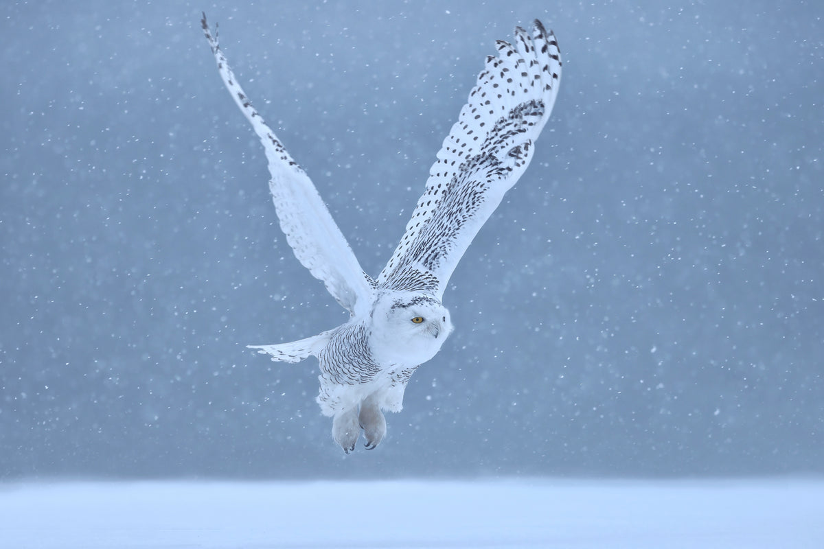 Snowy Owl Poster och Canvastavla