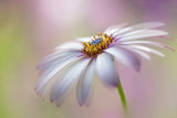 Cape Daisy Poster och Canvastavla