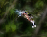 Hummingbird 1B Poster och Canvastavla