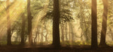 a shower of sunrays Poster och Canvastavla