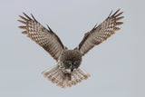 Great grey owl Poster och Canvastavla