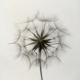 Tragopogon Poster och Canvastavla