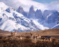 Guanakos in Patagonia Poster och Canvastavla