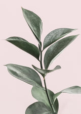 Foliage on Pink Poster och Canvastavla