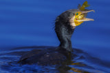 Cormorant Poster och Canvastavla