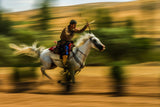white hourse Poster och Canvastavla