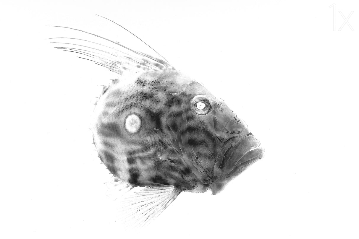 zeus faber gyotaku Poster och Canvastavla