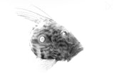 zeus faber gyotaku Poster och Canvastavla