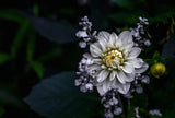 Dahlia flower Poster och Canvastavla