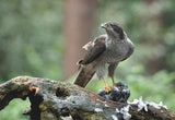 Northern Goshawk with prey Poster och Canvastavla