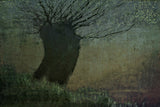 Willow on the waterfront Poster och Canvastavla