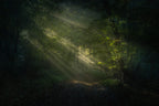 When light breaks through Poster och Canvastavla