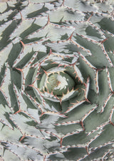 Agave Poster och Canvastavla