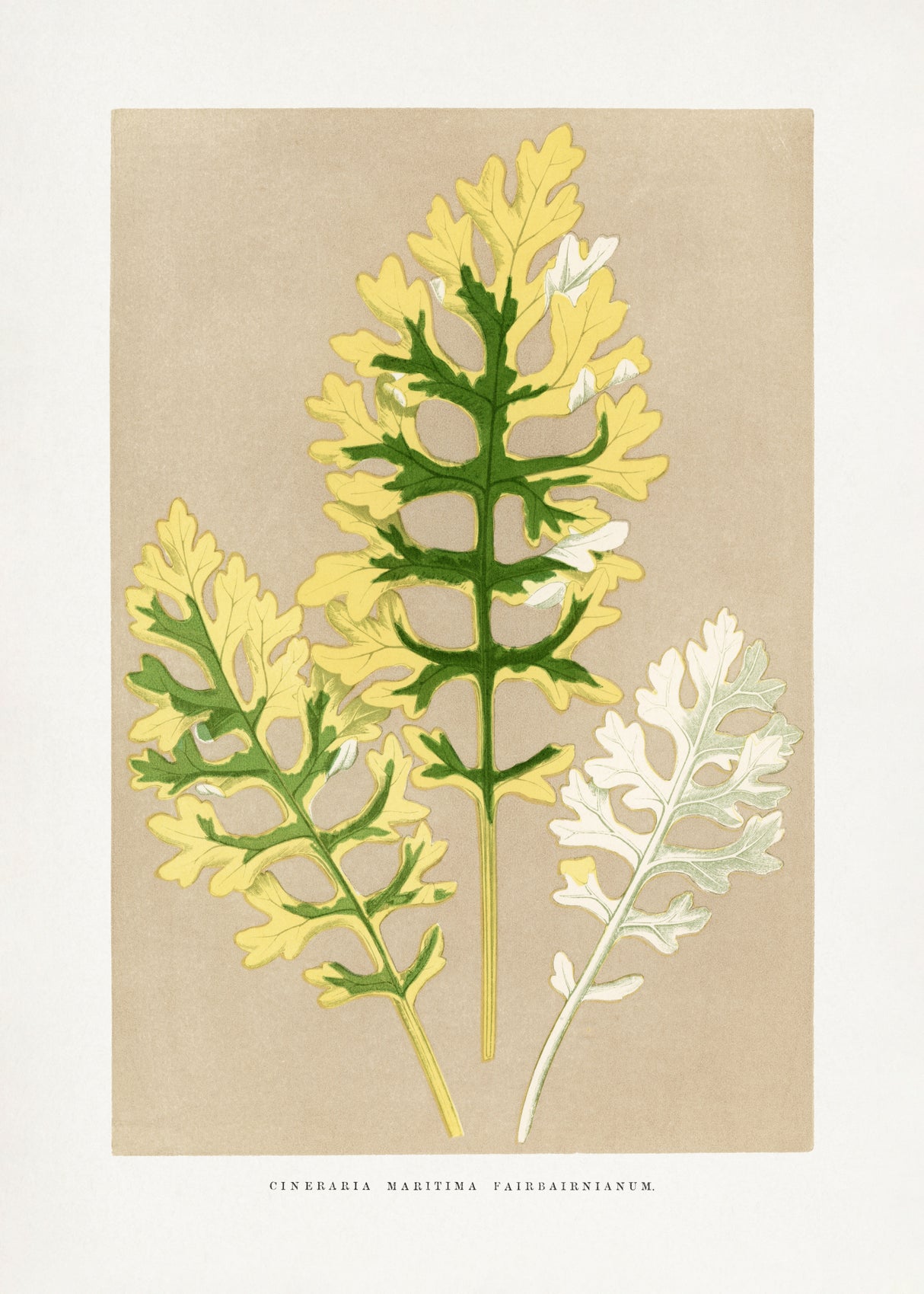 Cineraria Maritima Fairbairnianum Leaf Illustration Poster och Canvastavla