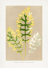 Cineraria Maritima Fairbairnianum Leaf Illustration Poster och Canvastavla