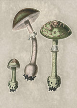 Amanita Muscaria Remix Green Poster och Canvastavla