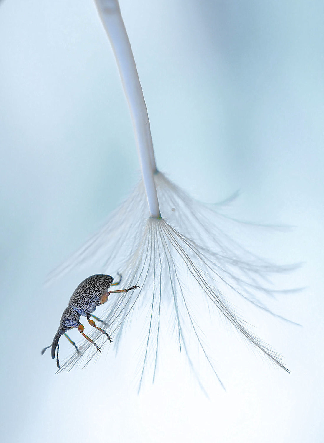 Achenes transportation... Poster och Canvastavla