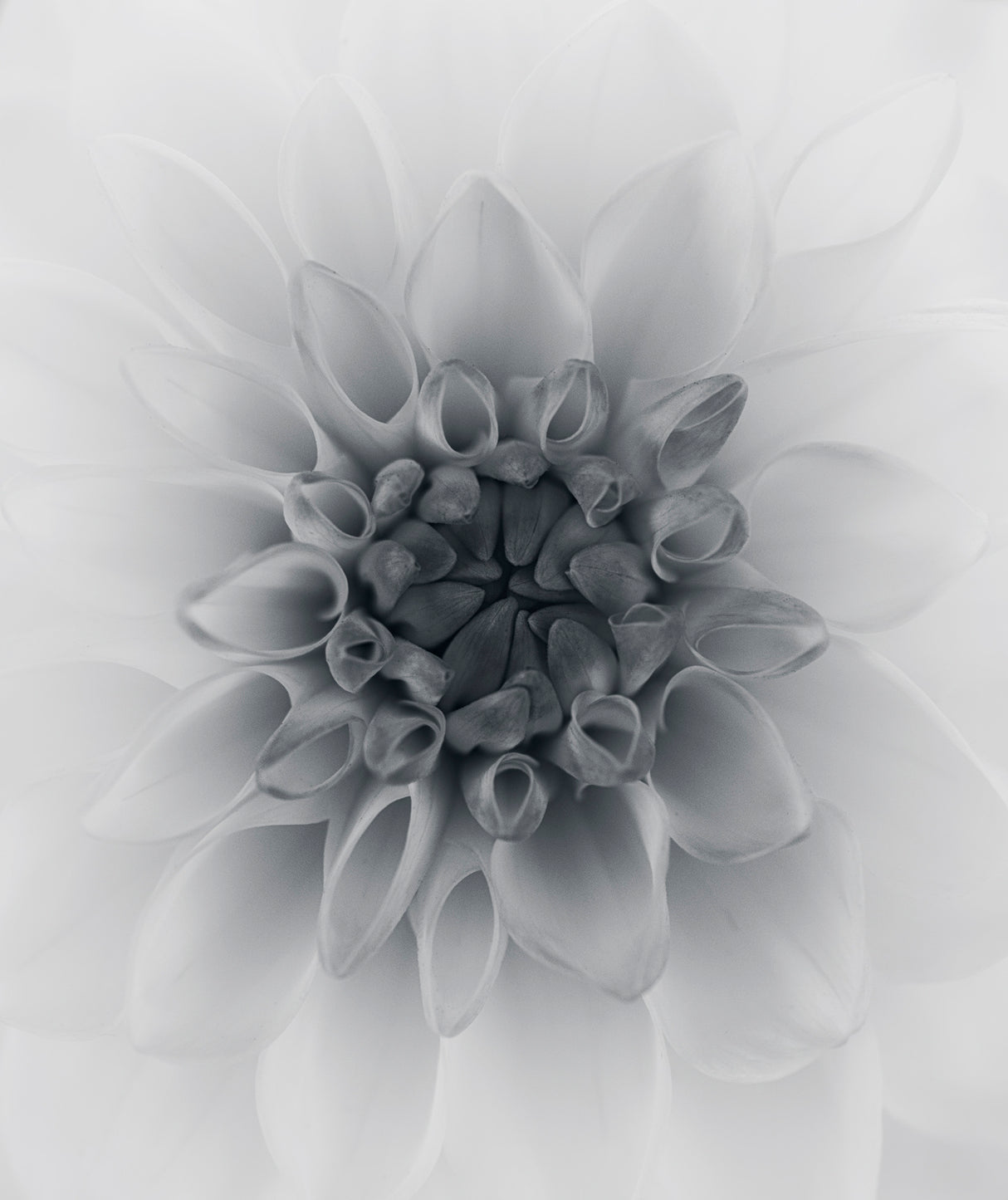 Dahlia Poster och Canvastavla