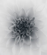 Dahlia Poster och Canvastavla