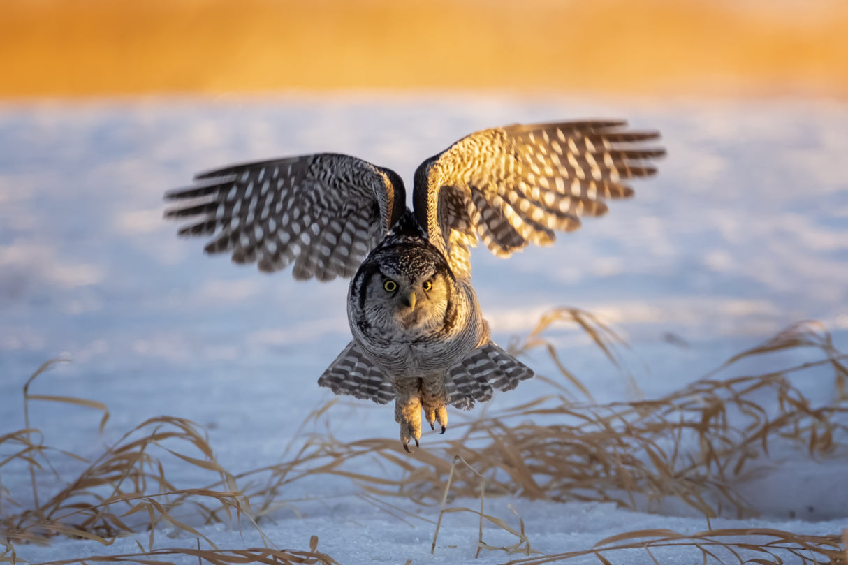 Northern Hawk Owl Poster och Canvastavla