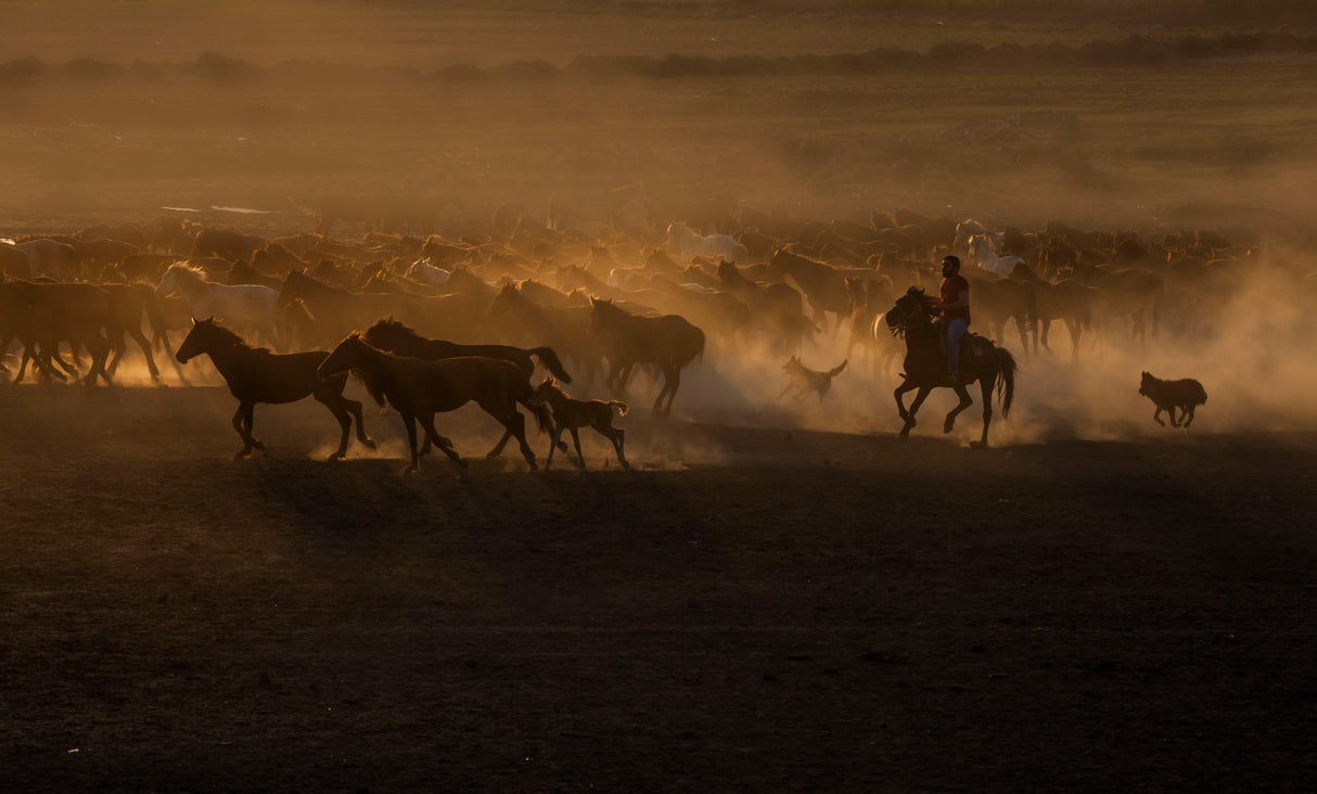 Beautiful The Country of Horses Poster och Canvastavla