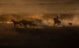 Beautiful The Country of Horses Poster och Canvastavla