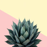 Agave 04 Poster och Canvastavla