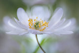 Nemorosa Nirvana Poster och Canvastavla