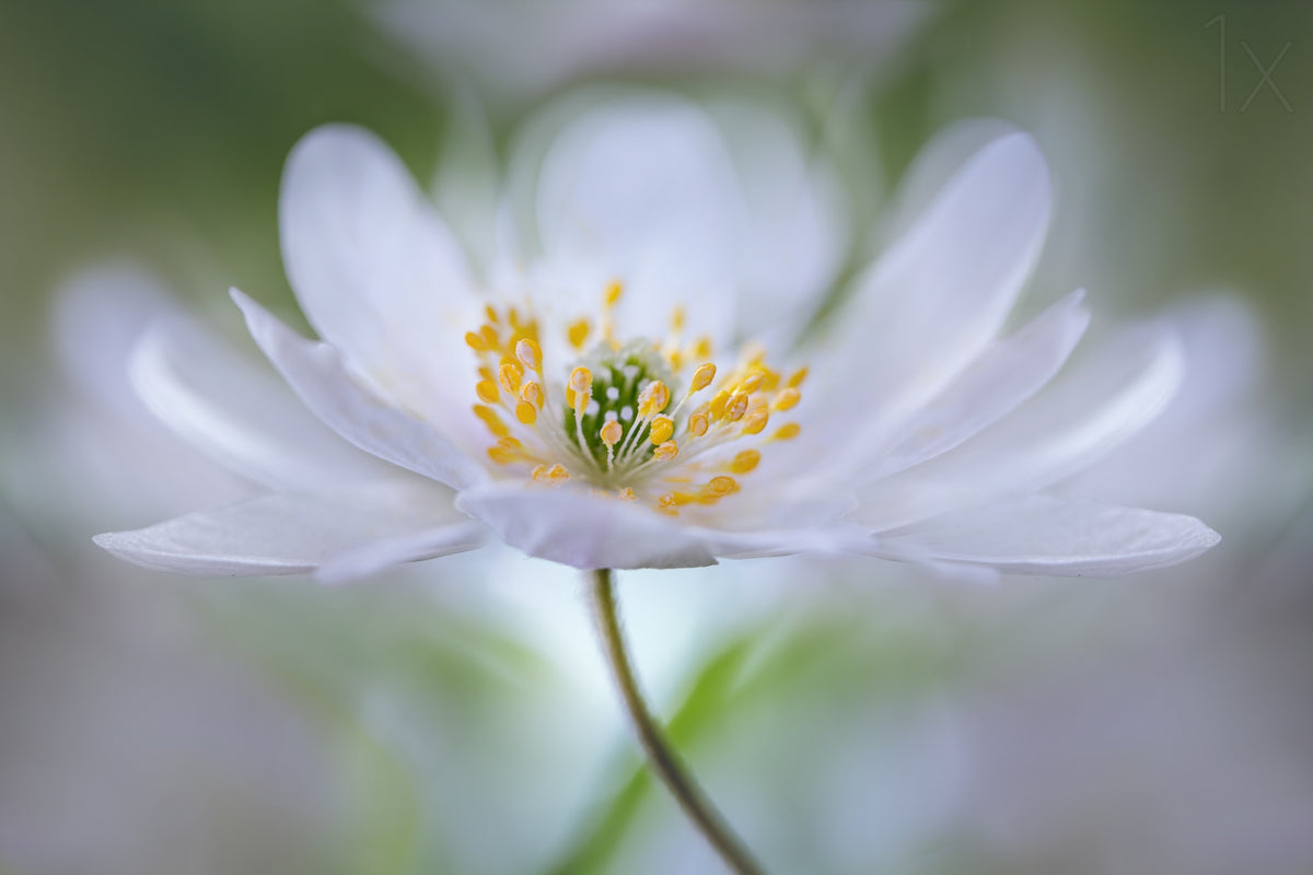 Nemorosa Nirvana Poster och Canvastavla