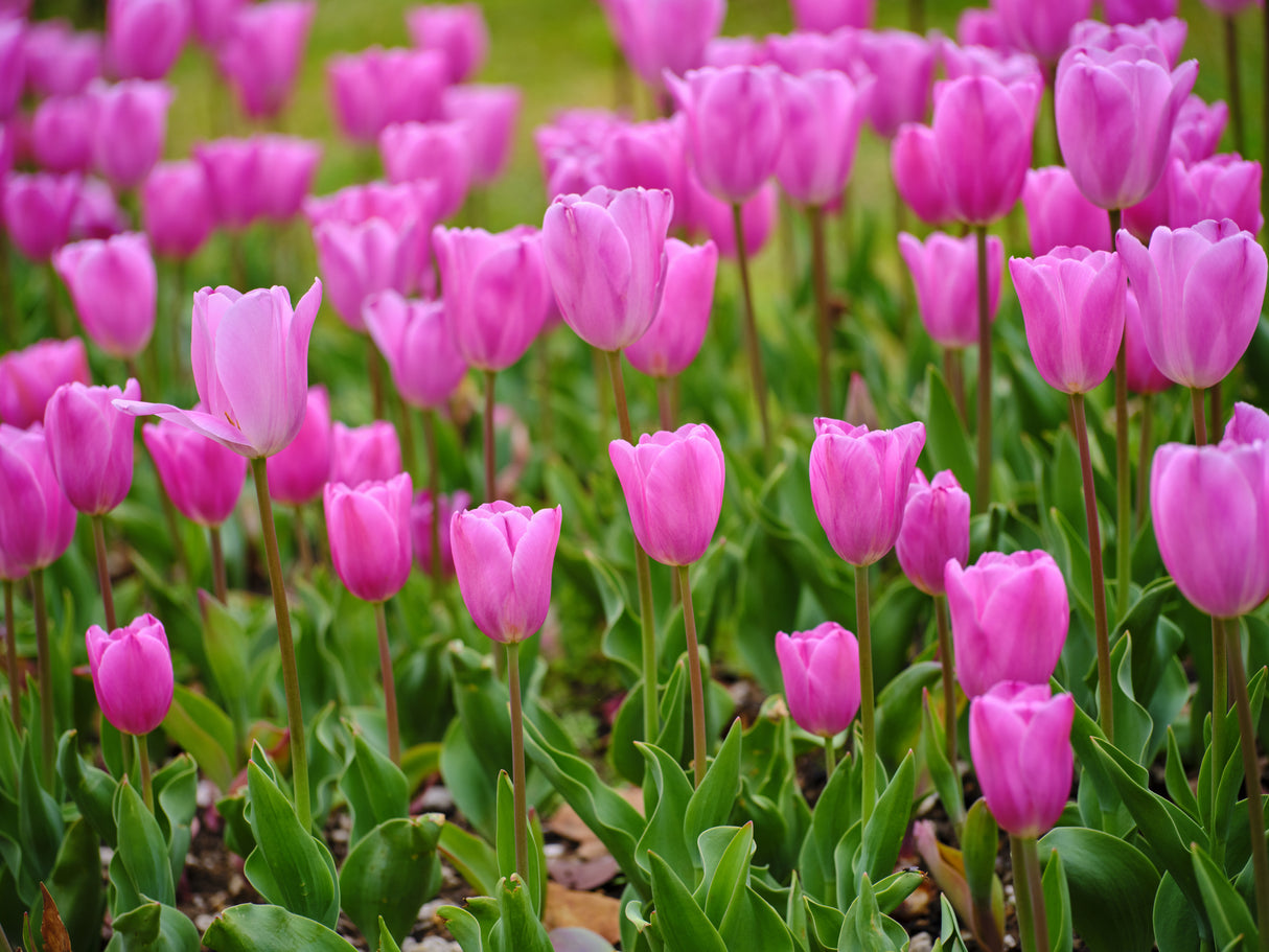 Pink Tulips Poster och Canvastavla