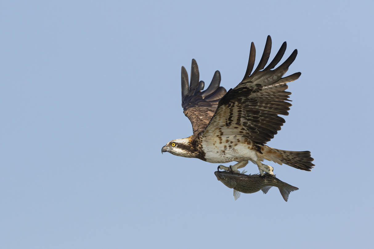 Osprey Poster och Canvastavla
