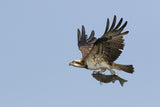 Osprey Poster och Canvastavla