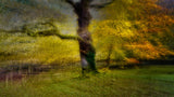autumn scent Poster och Canvastavla