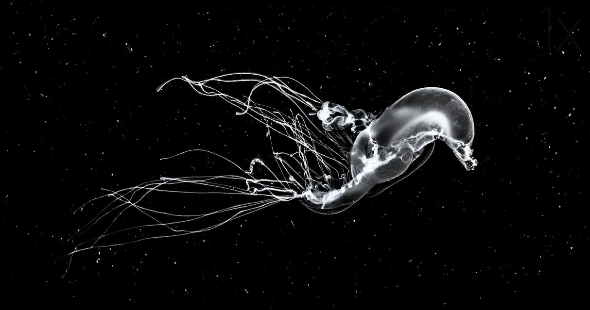 Deep Space Swim Poster och Canvastavla