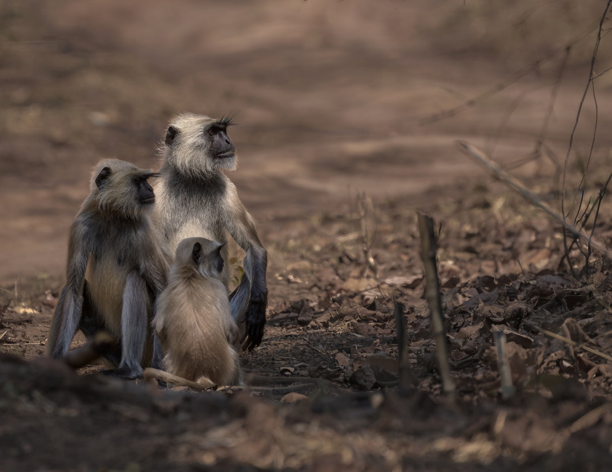 When Three Isn't A Crowd Poster och Canvastavla