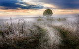 Frosty Morning Poster och Canvastavla