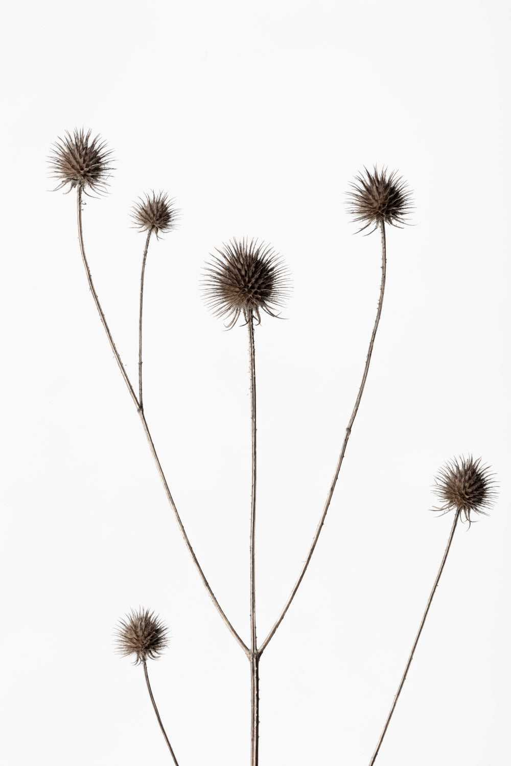 Thistle Grey 11 Poster och Canvastavla